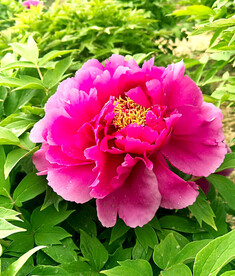 牡丹花开