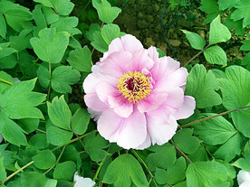 牡丹花开