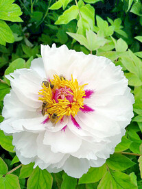 牡丹花开