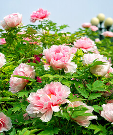 牡丹花开