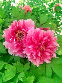 牡丹花开