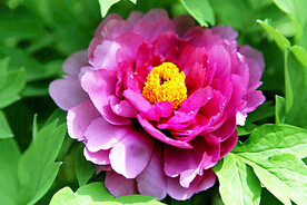 牡丹花开