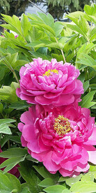 牡丹花开