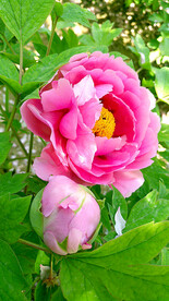 牡丹花开