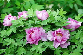 牡丹花开