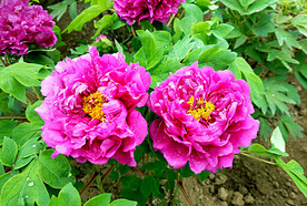 牡丹花开