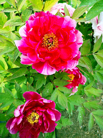牡丹花开