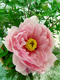 牡丹花开