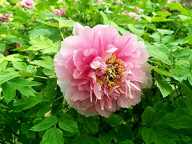 牡丹花开