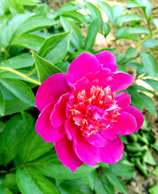 牡丹花开