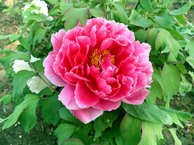 牡丹花开