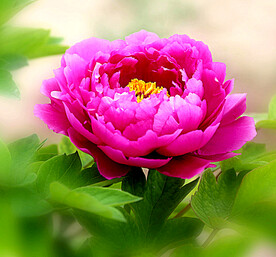 牡丹花开