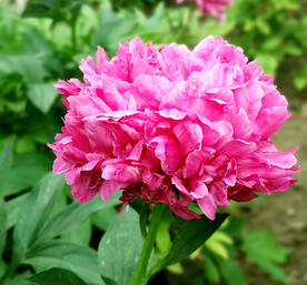 牡丹花开