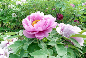 牡丹花开