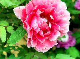 牡丹花开