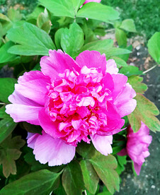 牡丹花开