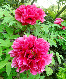 牡丹花开