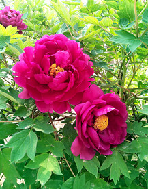 牡丹花开