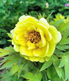 牡丹花开