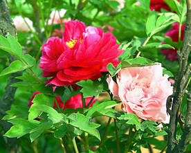 牡丹花开