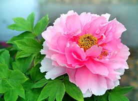 牡丹花开