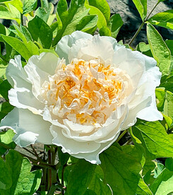 牡丹花开