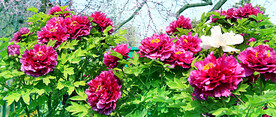牡丹花开