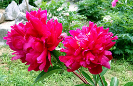 牡丹花开