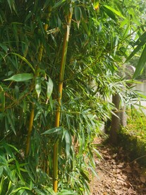 长萼石竹
