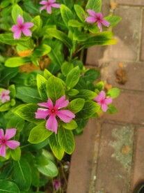 长春花