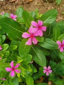 长春花