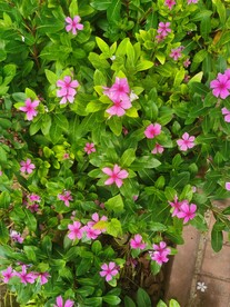 长春花