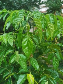 幸福树