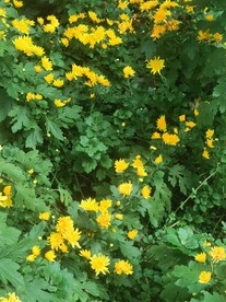 菊花
