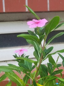 长春花