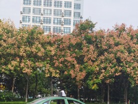 复羽叶栾树