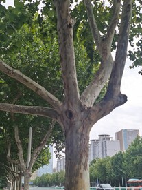 树杆