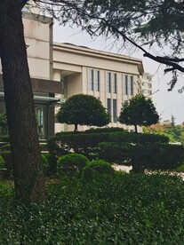 树杆