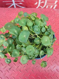铜钱草