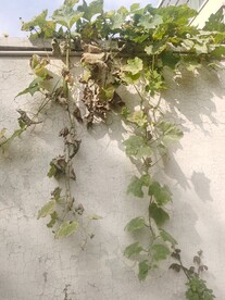 丝瓜