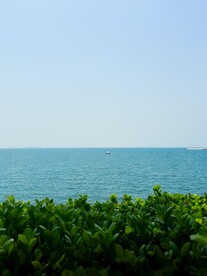 绿植和海景