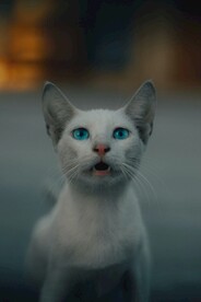 猫咪
