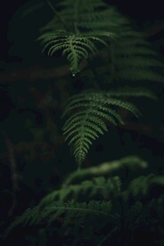 阙类植物叶子