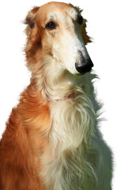 狗