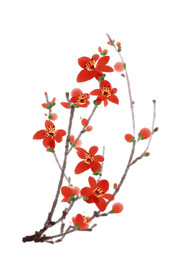 水墨梅花