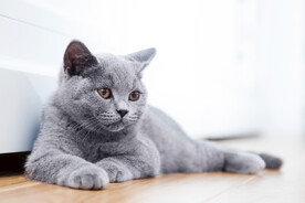 趴着的猫