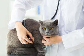 给猫检查身体