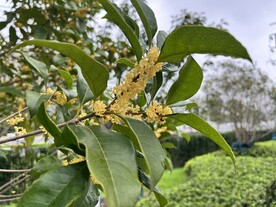 桂花