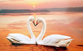 天鹅图