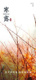 寒露节气手机海报